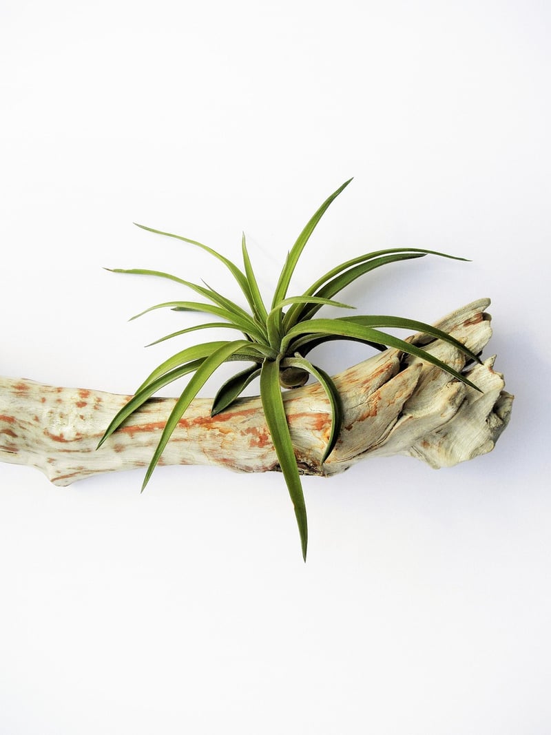Wall-mounted Plants