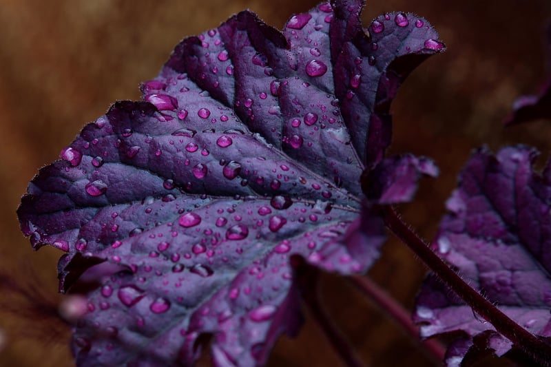 Garden Image
